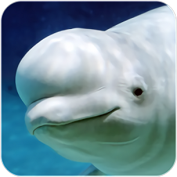 ׾ģϷ(The Beluga Whale)