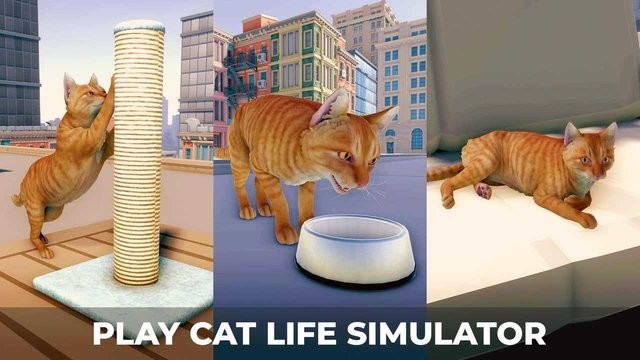 èռǴ°(Cat Simulator) v1.1 ׿0
